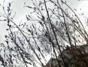 Pussy willows