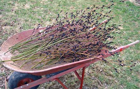 Wheel barrel o pussy willows