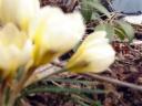 Crocuses