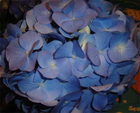 Hydrangea