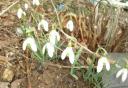 Snowdrops