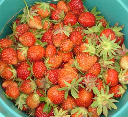 Strawberry Picking 8