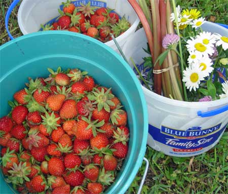 Strawberry Picking!