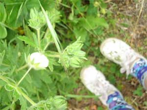 Strawberry Picking 2