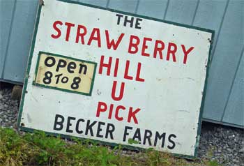 Strawberry Picking 9