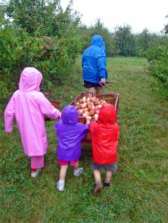 applepicking3 Two bushels was enough to pick considering the bushels of rain we endured.
