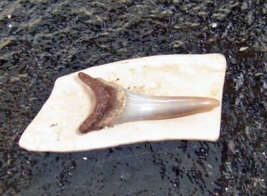 I think I found a shark tooth. 