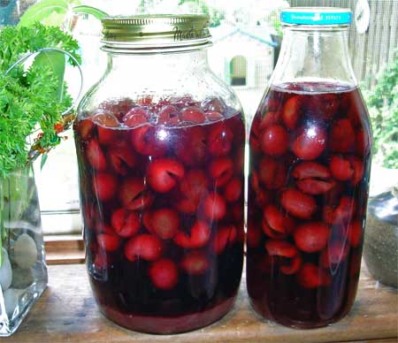 newyearcordial Have a sip of homemade cherry cordial to ring in 2009.