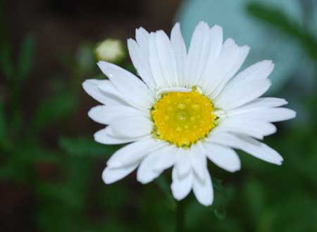 dargar1 This daisy, which opened its petals yesterday, was a result of my Darwinian Gardening. But I'll save that story for another day.