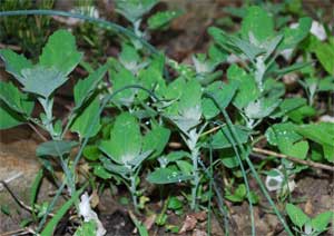 dargar2 Lamb's quarters getting a drink of rain this morning. And look! Some onion grass, too.