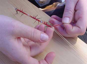 quillclass4 Plaiting porcupine quills. All the prickly ends get sniped off when the braiding is done.
