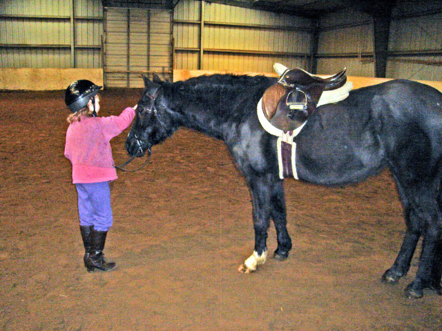 stargirl-horse.jpg-1 stargirl-horse.jpg-1
